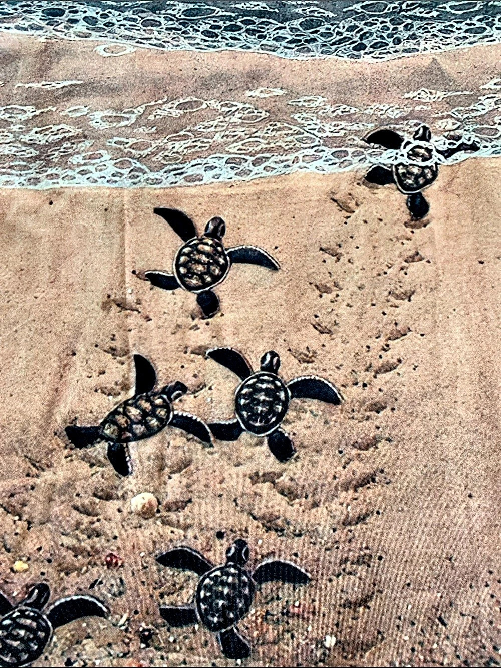 New Colorful Ocean Graphic Tee Shirt with Sea Turtle Hatchlings